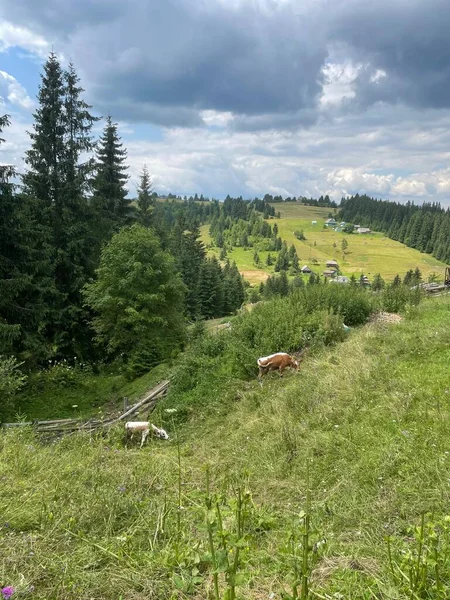 view of the beautiful landscape of the carpathian mountains in Ukraine on a sunny day