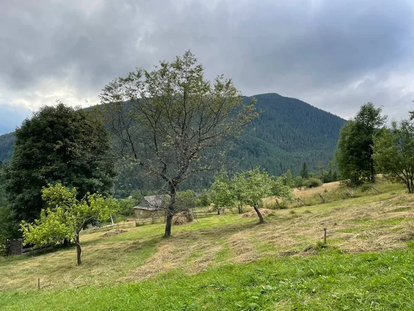 Kırsal kesimde güzel bir manzara, Ukrayna