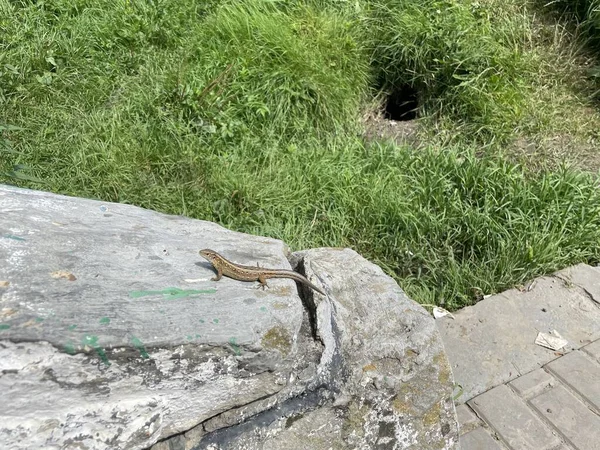 Kırsal kesimde güzel bir manzara, Ukrayna