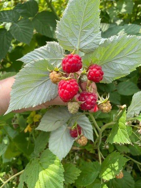 Bahçede olgun kırmızı frenk üzümü