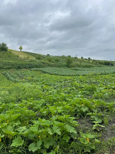 Kırsalda yeşil çay tarlası