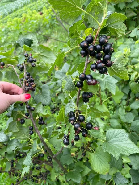 Bahçede kuşüzümü