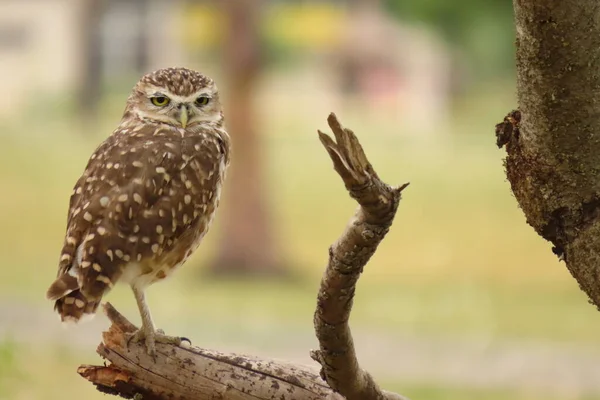 Close Beautiful Brown Owl — Stock Photo, Image