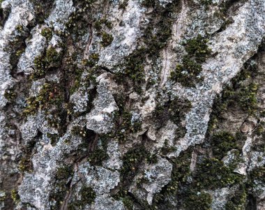 Bir ağaç kabuğunun dokusunu kapat