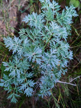 Ormandaki bir ağacın yeşil yaprakları