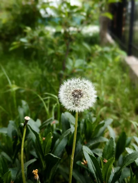 White Fluffy Dandelion Green Grass — Stock Photo, Image