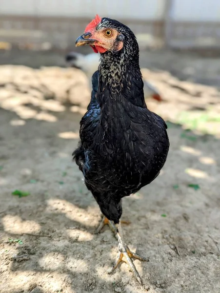 Pollo Nero Con Becco Rosso Piedi Sul Terreno — Foto Stock