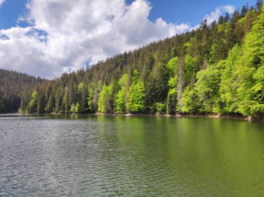 Bir dağ ormanında güzel bir yaz manzarası