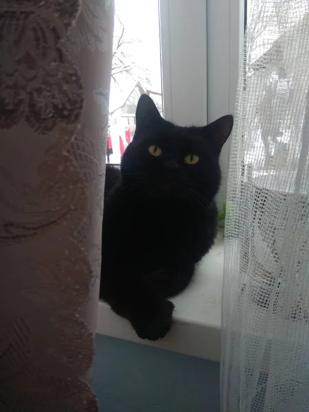 Schwarze Katze Mit Weißem Hintergrund — Stockfoto