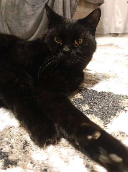 Kara Kedi Yerde — Stok fotoğraf