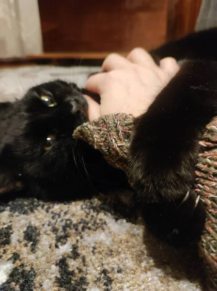 Чорний Кіт Підлозі — стокове фото