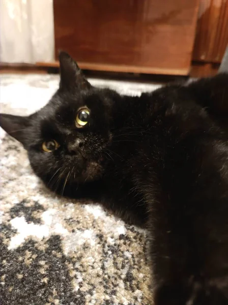 Schwarze Katze Auf Dem Boden — Stockfoto