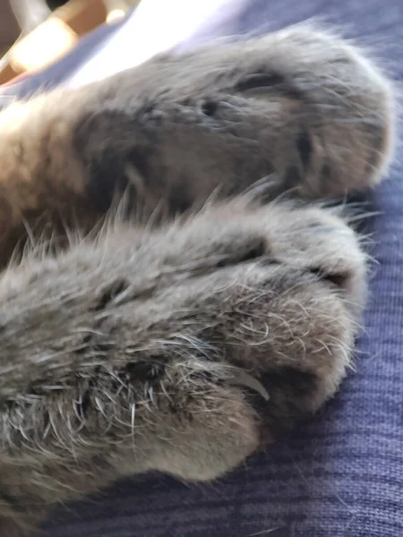 Gray Wool Coat Cat — Stock Photo, Image