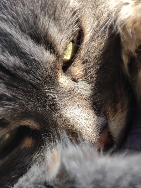 Yumuşak Tüylü Bir Kediye Yaklaş — Stok fotoğraf