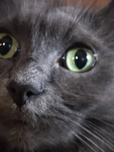 Lähikuva Pörröinen Turkis Kissa — kuvapankkivalokuva