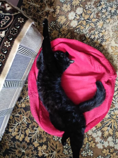 Μια Κοντινή Φωτογραφία Μιας Χαριτωμένης Γούνινης Γάτας Ξαπλωμένης Μια Κουβέρτα — Φωτογραφία Αρχείου