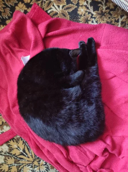 Кіт Спить Ліжку — стокове фото