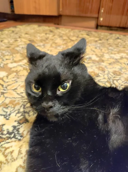 Кошка Драгон — стоковое фото