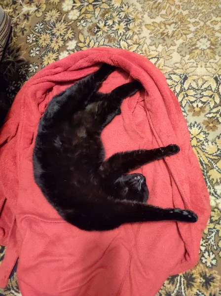 Μαύρη Γάτα Ξαπλωμένη Στο Κόκκινο Κρεβάτι — Φωτογραφία Αρχείου