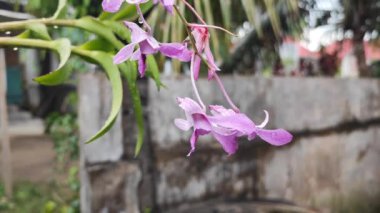 Aceh, Endonezya 15 Mart 2023: Bahçedeki birçok çiçek türü güzel görünüyor. Kuzey Aceh, Aceh Eyaleti, Endonezya 15 Mart 2023