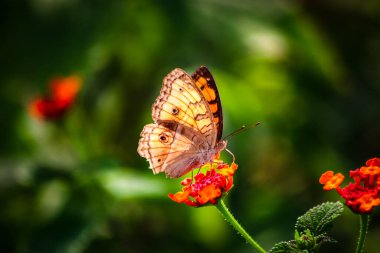 Tavus kuşu kelebeğinin çiçek üzerindeki görüntüsü, bu kelebek kanatları ile çok güzel, Aceh, Endonezya