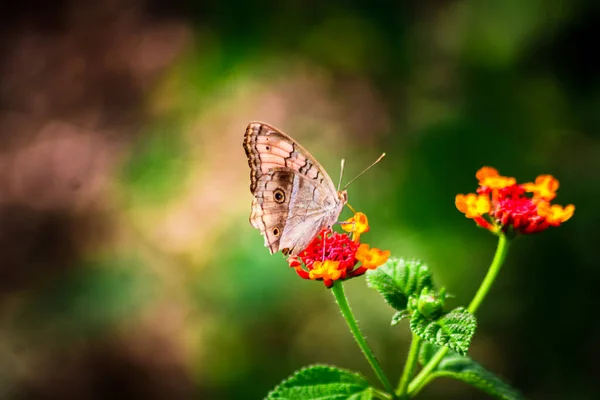 Вид Павлиньей Бабочки Цветке Бабочка Красива Своими Крыльями Асех Индонезия — стоковое фото