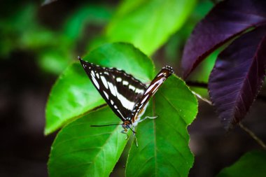 Aceh, Endonezya 'daki pirinç tarlasının dışındaki ormandaki denizci kelebeğin manzarası.