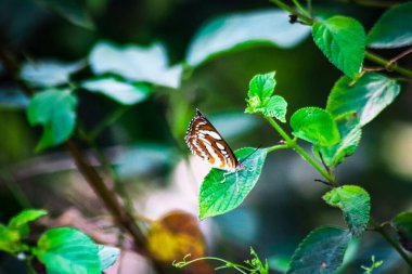 Aceh, Endonezya 'daki pirinç tarlasının dışındaki ormandaki denizci kelebeğin manzarası.