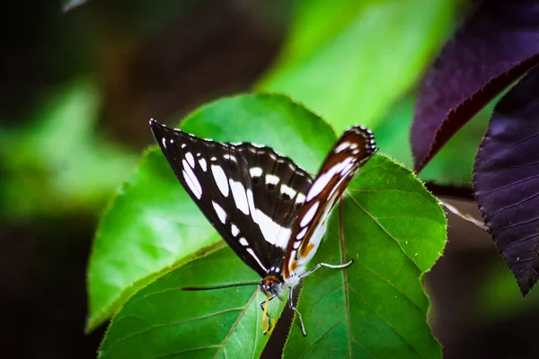 Vue Papillon Marin Commun Dans Forêt Périphérie Une Rizière Aceh — Photo