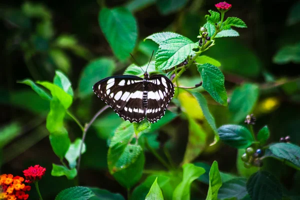 Widok Motyl Lesie Obrzeżach Pola Ryżowego Aceh Indonezja — Zdjęcie stockowe