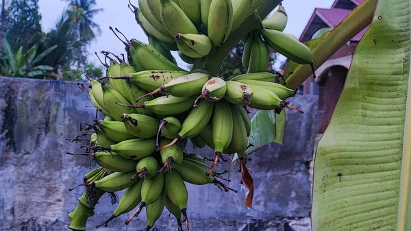 Blickbeschreibung Bananen Sind Noch Jung Grün Auf Dem Baum Diese — Stockfoto