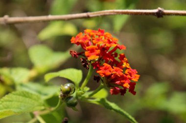 Ormandaki lantanas çiçeklerinin manzarası, Aceh, Endonezya