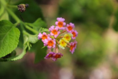Ormandaki lantanas çiçeklerinin manzarası, Aceh, Endonezya