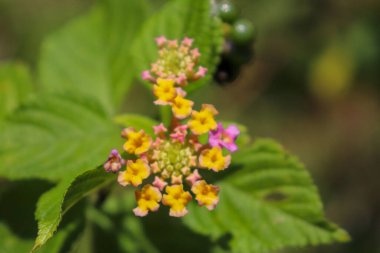 Ormandaki lantanas çiçeklerinin manzarası, Aceh, Endonezya