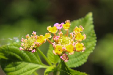 Ormandaki lantanas çiçeklerinin manzarası, Aceh, Endonezya