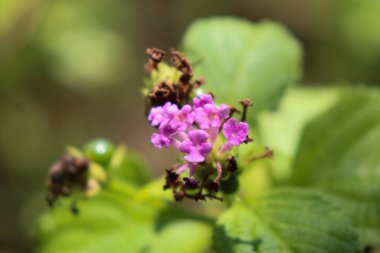 Ormandaki lantanas çiçeklerinin manzarası, Aceh, Endonezya