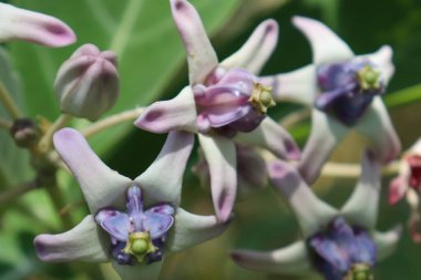 Endonezya, Aceh ormanındaki dev kalotop çiçeğinin manzarası.