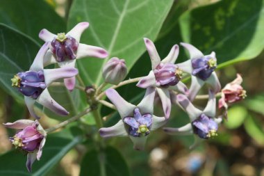 Endonezya, Aceh ormanındaki dev kalotop çiçeğinin manzarası.