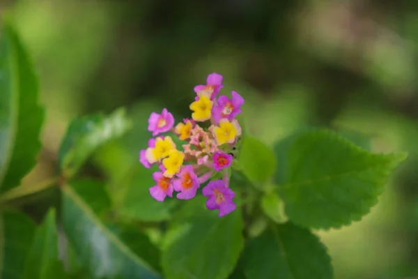 stock image View of lantanas flowers in the forest, Aceh, Indonesia