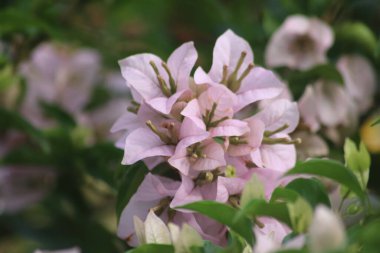 Bougainvillea 'nın çiçeğinin manzarası, Endonezya' nın çok güzel olan Bougainvillea spektabilis manzarası