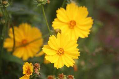 Lance 'in terk ettiği koreopsis çiçeğinin manzarası, Lance' in terk ettiği Coreopsis 'in manzarası çok güzel, Endonezya.