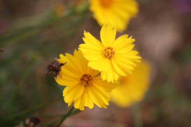 Lance 'in terk ettiği koreopsis çiçeğinin manzarası, Lance' in terk ettiği Coreopsis 'in manzarası çok güzel, Endonezya.