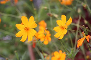 Bahçedeki güzel çiçekler