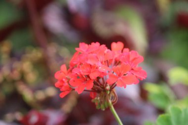 Bahçedeki kırmızı çiçek