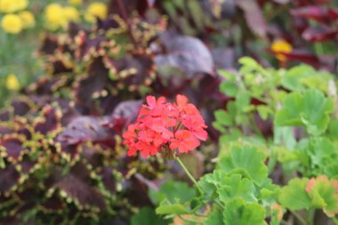 Bahçedeki güzel çiçekler