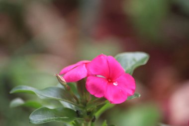 Bahçedeki güzel çiçekler