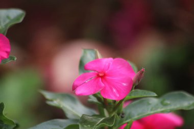 Güzel botanik fotoğrafı, doğal duvar kağıdı.