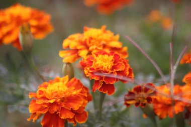 Ereksiyon olmuş Tagetes çiçeklerinin manzarası, ereksiyon olmuş Tagetes 'in manzarası çok güzel, Endonezya.