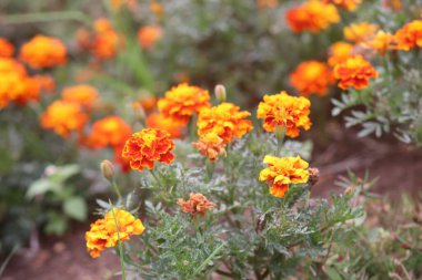 Ereksiyon olmuş Tagetes çiçeklerinin manzarası, ereksiyon olmuş Tagetes 'in manzarası çok güzel, Endonezya.