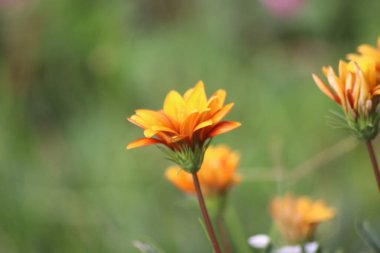 Gazania 'nın çiçeklerinin manzarası, Endonezya' nın güzelliği.